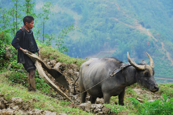 Boy with Ox