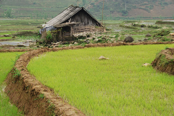 Rice Fields